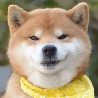 😏 perro, shiba inu, mascota, animal, lindo, perro sonriendo, retrato de perro telegram sticker
