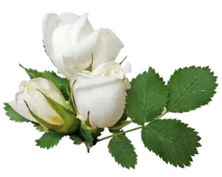 🌺 Blume, weiße Rose, Rose, Blumenmuster, Pflanze, Natur whatsapp sticker