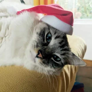 🎅 cat, christmas, santa hat, pet, animal, holiday telegram sticker