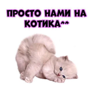 😻 ПРОСТО НАМИ НА КОТИКА^^ mèo, mèo con, dễ thương, động vật, thú cưng telegram sticker