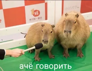 🎤 ачё говорить capybara, animaux, interview, microphone whatsapp sticker