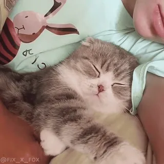 🥰 @FIX_X_FOX cat, kitten, sleeping, animal, pet telegram sticker