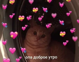 👋 опа доброе утро Katze, Herzen, süß, Tiere, Morgen telegram sticker