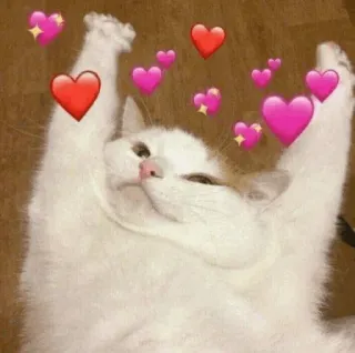 ❤️ cat, hearts, love, affection, cute, animal telegram sticker