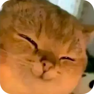 😀 cat telegram sticker