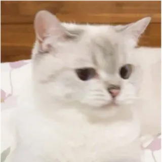 😡 gatto, animale domestico, animale, carino, animale domestico telegram sticker