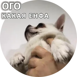 😳 ОГО
КАКАЯ ЕНФА cane, animale, animale domestico, divertente, testo, meme, carino whatsapp sticker