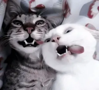 🤍 猫, 小猫, 动物, 宠物, 搞笑, 舌头, 可爱, 梗 telegram sticker