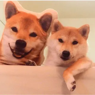 shibe whatsapp stickers