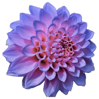 🌻 цветок, фиолетовый, георгин, цветочный, природа, цветение telegram sticker