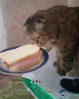 🥪 gato, sanduíche, comida, animal, animal doméstico telegram sticker