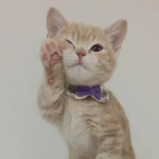 😉 Katze, Kätzchen, Tier, süß, Haustier, häuslich telegram sticker