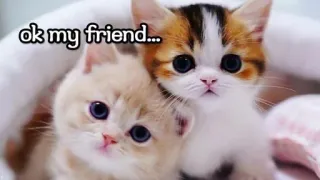 🥰 ok my friend... kucing, anak kucing, teman, hewan, hewan peliharaan telegram sticker