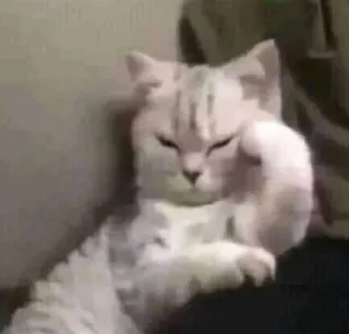 😸 kat, middelvinger, beledigend gebaar, dier telegram sticker