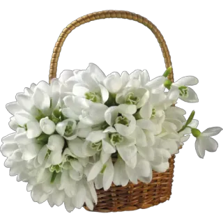 🌹 flowers, basket, white, snowdrops, spring, floral whatsapp sticker