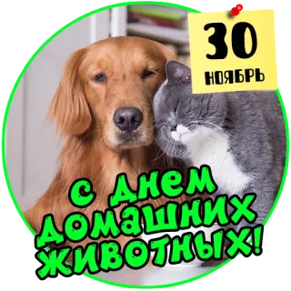 🐈 С Днем домашних животных! 개, 고양이, 애완동물, 반려동물, 축하, 11월 telegram sticker
