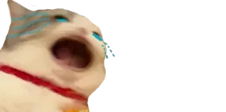 😭 gatto, meme, pianto, triste, divertente telegram sticker