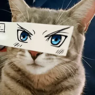 😡 cat, anime, eyes, sticker, funny telegram sticker