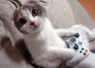 🎮 gato, gaming, xbox, controlador, animal, animal de estimação whatsapp sticker
