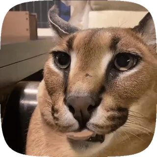 🐱 chat, Floppa, animal, félin, caracal telegram sticker