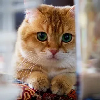 🐱 kucing, binatang, imut, domestik, hewan peliharaan, kucing, mamalia whatsapp sticker