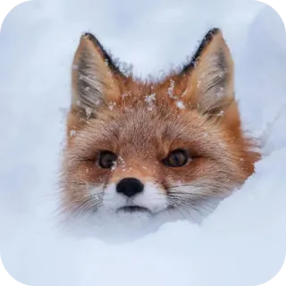 🐶 สุนัขจิ้งจอก, สัตว์, หิมะ, ฤดูหนาว, สัตว์ป่า, ธรรมชาติ telegram sticker