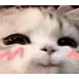 🥴 chat, animal, mignon, animal de compagnie, chaton, kawaii telegram sticker