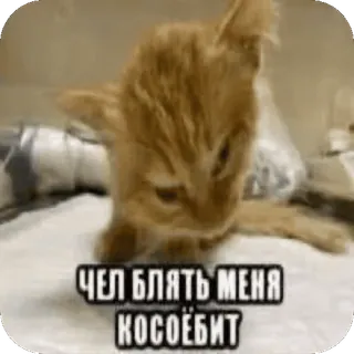 😵‍💫 Чел блять меня косоебит cat, russian, offensive, meme telegram sticker