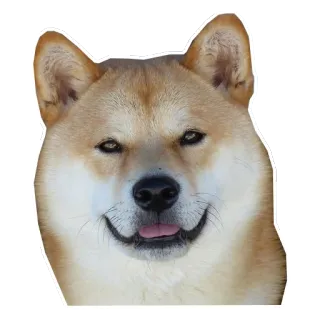😜 собака, сиба ину, животное, питомец, милый telegram sticker
