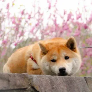 😔 chien, Shiba Inu, animal de compagnie, animal, mignon, Doge telegram sticker