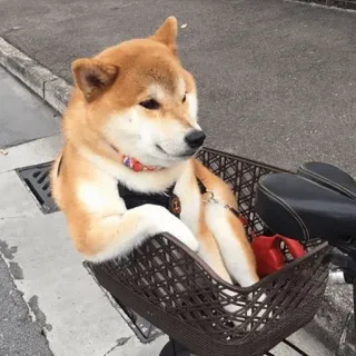 😗 chien, shiba inu, vélo, animal, animal de compagnie, panier, mignon telegram sticker