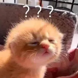 💓 ??? gatto, gattino, confuso, domanda, divertente, meme, animale telegram sticker