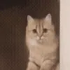 🚪