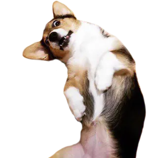 😜 perro, corgi, lindo, animal, mascota whatsapp sticker