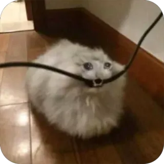 🥲 Katze, Tier, flauschig, weiß, süß, Meme telegram sticker