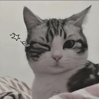 🍄 고양이, 윙크, 동물, 애완동물, 귀여운 telegram sticker