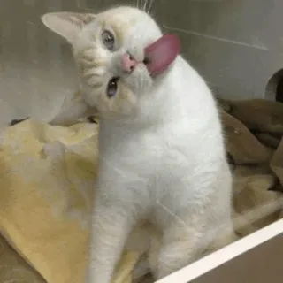 😜 cat, licking, animal, pet, white cat telegram sticker