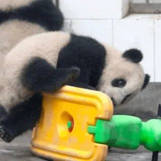 🐼 Panda, Lindo, Animales, Bebé Panda, Jugando, Animal telegram sticker