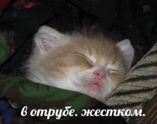 😴 в отрубе. жестком. kätzchen, schlaf, schlafend, süß, katze telegram sticker