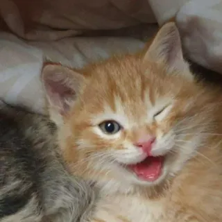 🐈 Katze, Kätzchen, süß, Tier, Haustier, Haustier, rote Katze telegram sticker