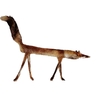 🐺 renard, animal, taxidermie, bizarre, étrange whatsapp sticker