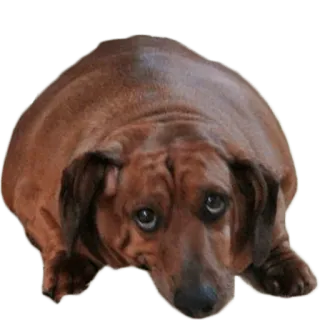 😢 cane, bassotto, triste, animale, carino, animale domestico, salsiccia telegram sticker