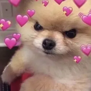 ❤️ chien, poméranien, mignon, en colère, amour, coeurs, mème telegram sticker