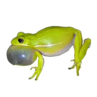 🐸 カエル, 動物, 野生動物, 緑, 自然, 両生類 telegram sticker