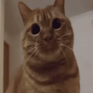 🤨 cat whatsapp sticker