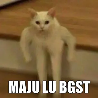 😾 MAJU LU BGST gato, meme, gracioso, animal telegram sticker