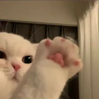 🐾 고양이, 흰 고양이, 발, 귀여운, 새끼 고양이 telegram sticker