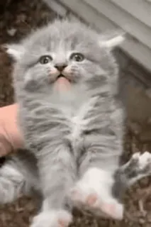 😤 котёнок, кот, милый, животное, питомец, пушистый, маленький кот telegram sticker