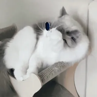 😎 Katze, Tier, süß, Haustier, schlafend, entspannt whatsapp sticker