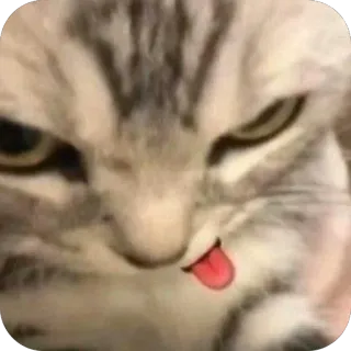 🫥 cat, sticker, animal, funny, meme, tongue out telegram sticker